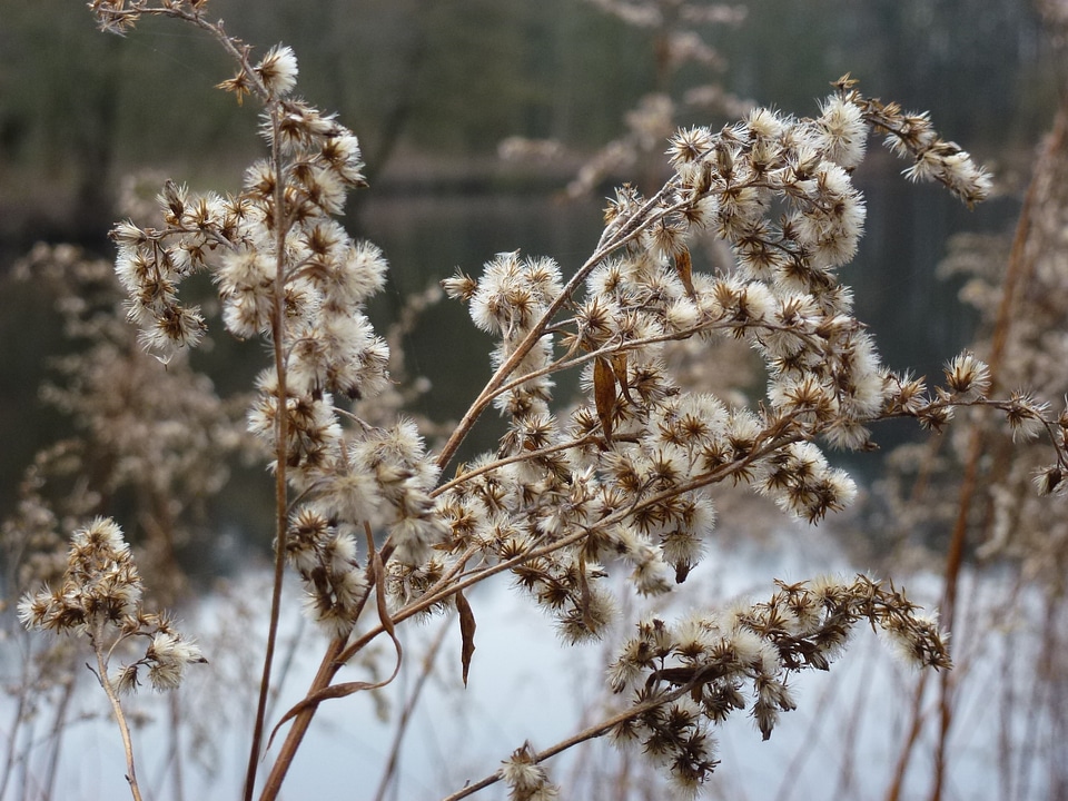 Close up winter wild flower