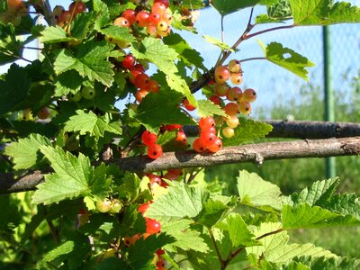 Berry currant harvest