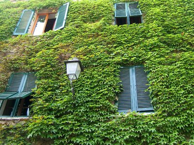 Leaf ivy nature