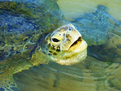 Island snorkeling nature photo