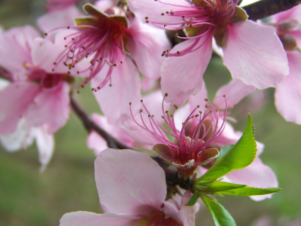 Pink blooms