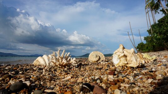 Shells beach tropical