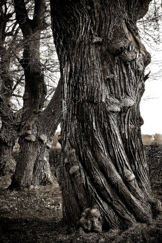 Nature wood forest