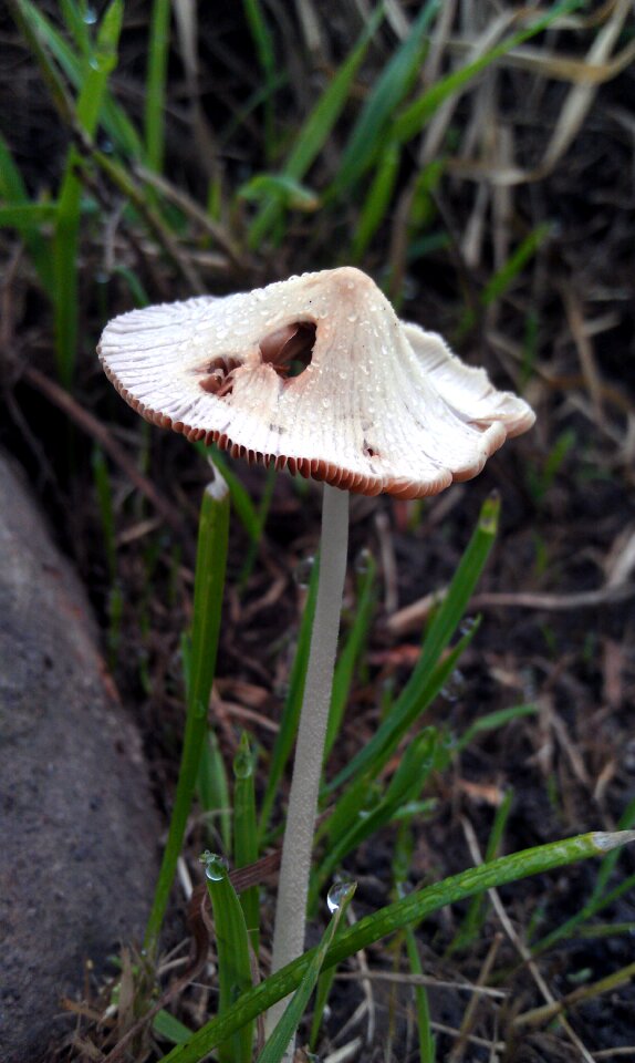 Summer light mushroom cap