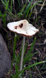 Summer light mushroom cap
