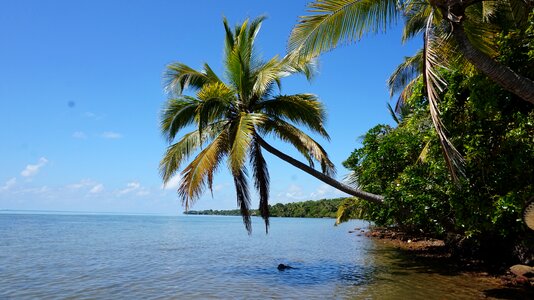 Palm trees view lazur