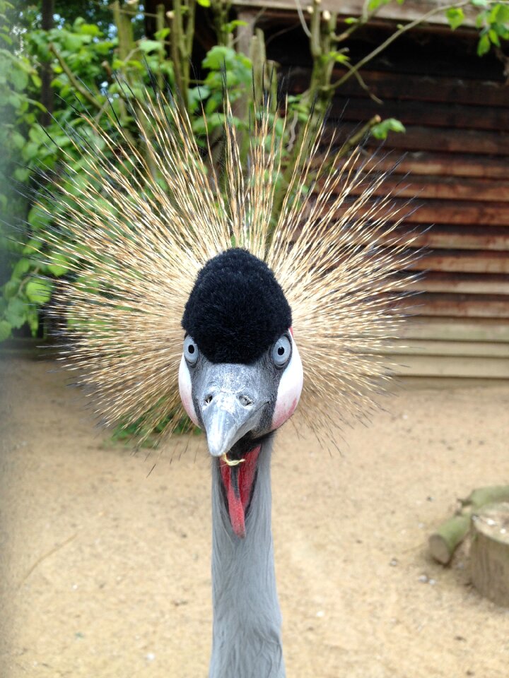 Crane colorful feathers head