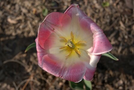 Flowers blossoms photo