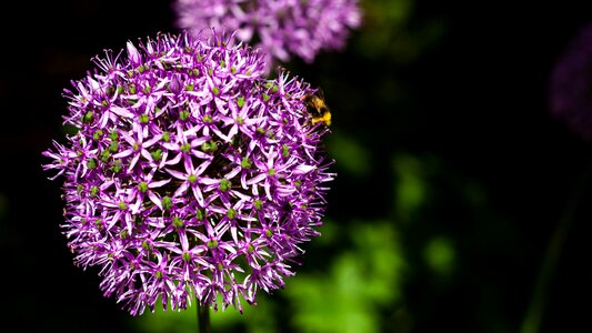 Nature garden purple