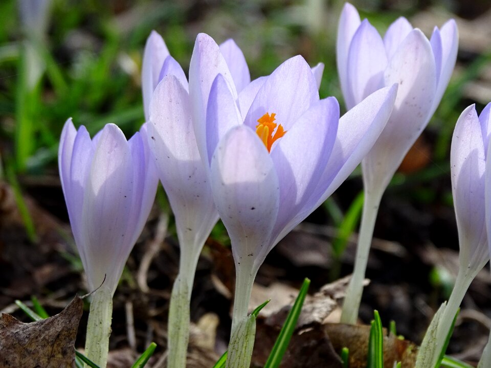 Early bloomer violet garden photo