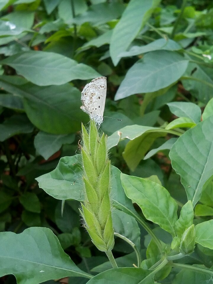 White butterfly green insects