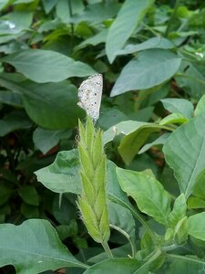 White butterfly green insects