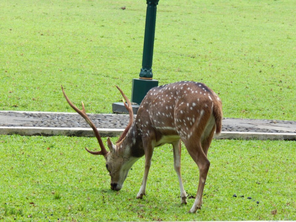Nature wildlife mammal