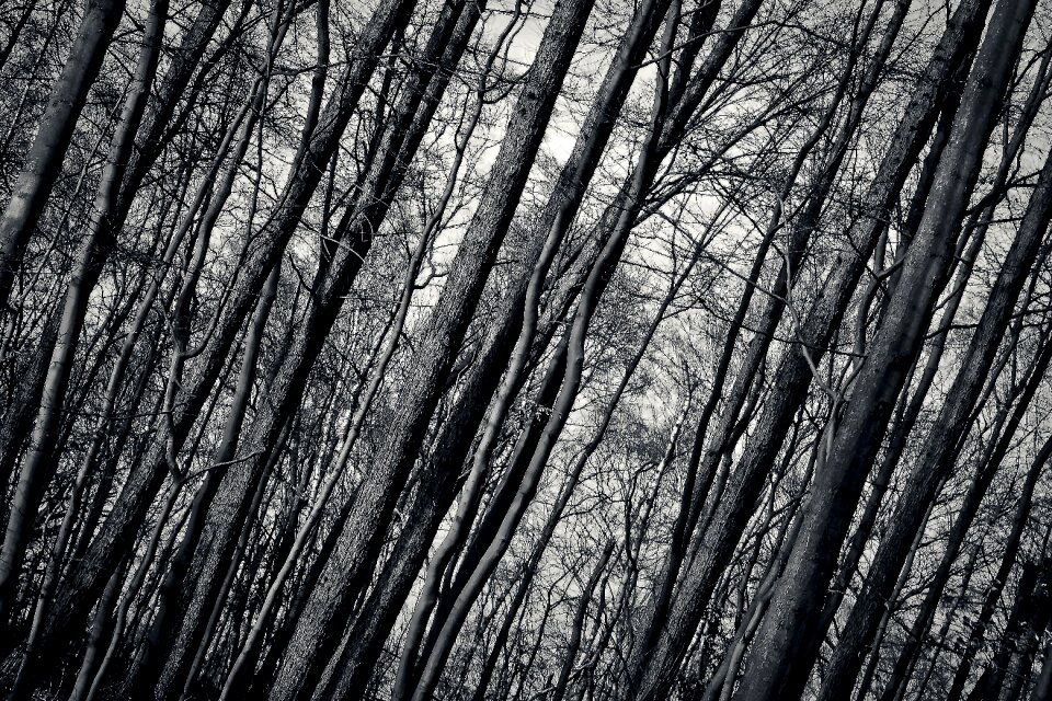 Landscape branch branches mood