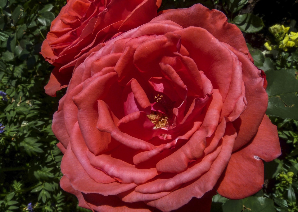 Plant garden flora