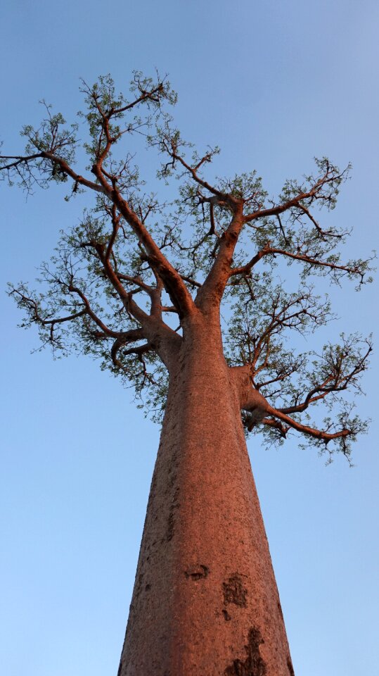 Madagascar sky high