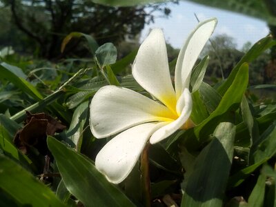 White flowers plant flower