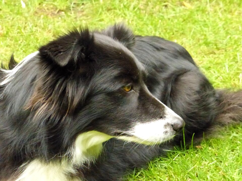 Border collie dog british sheepdog photo