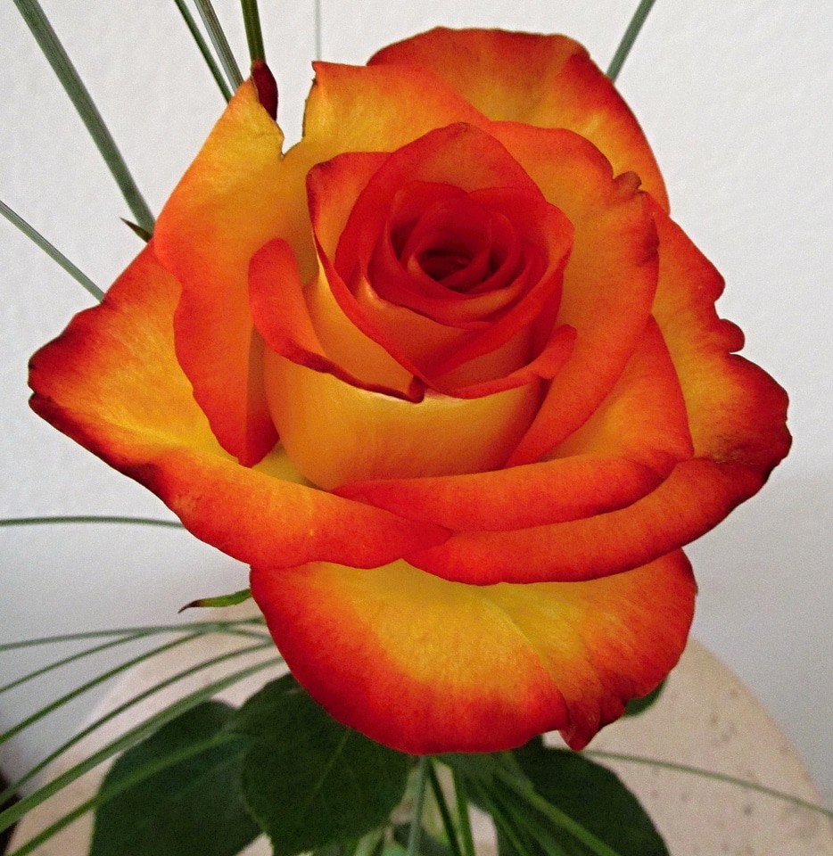 Plant rose bloom beauty