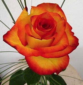 Plant rose bloom beauty