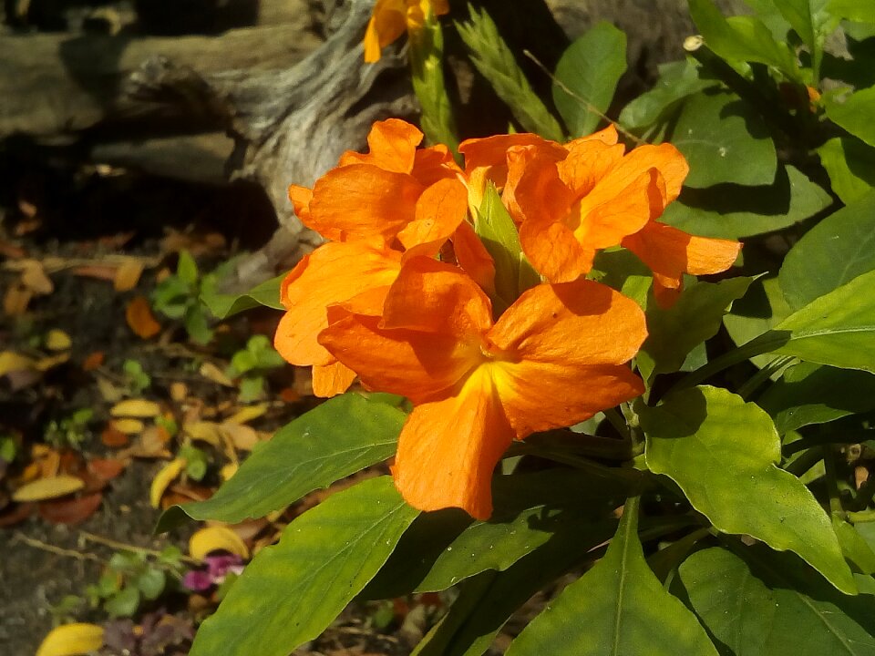 Yellow flowers bush shrub