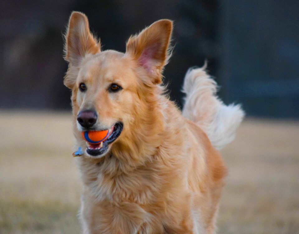 Retriever pet canine