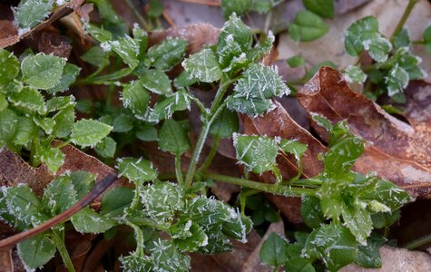 Foliage plant
