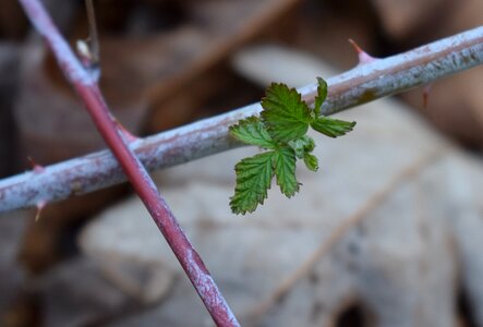 Plant nature leaf