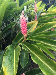 Plant tropical pink