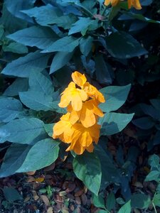 Yellow flowers bush shrub
