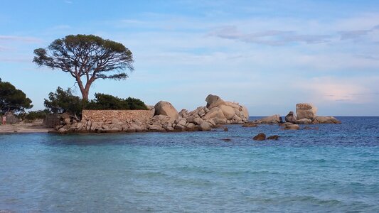 Pine beach corsican