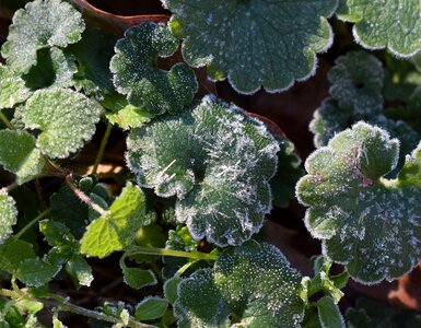 Foliage plant