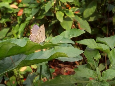 White butterfly green insects photo