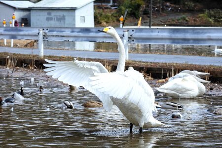 Wild birds wild animal water