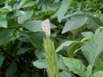 White butterfly green insects