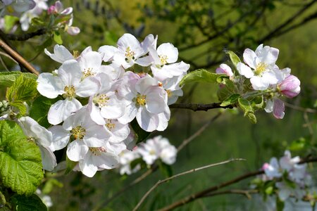 Close up fruit tree blossom white photo