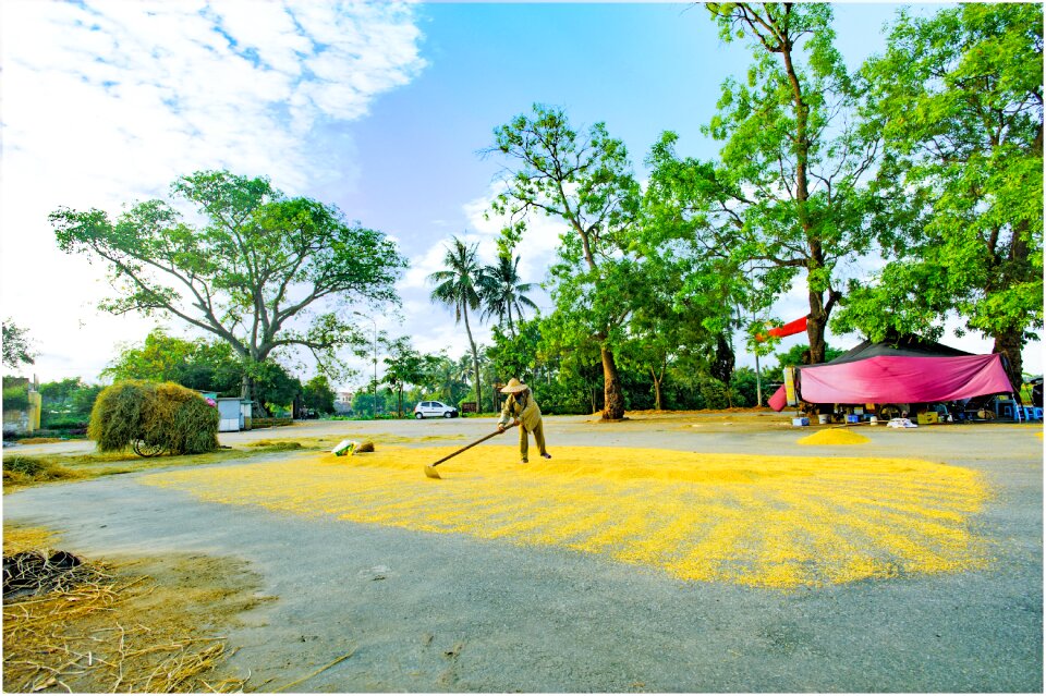 Hanoi grain drying harvest