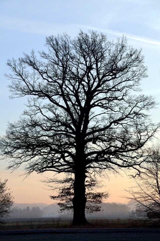 Winter sunrise sky
