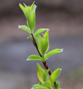 Green leaves foliage photo