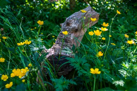 Tribe nature tree