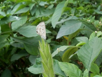 White butterfly green insects