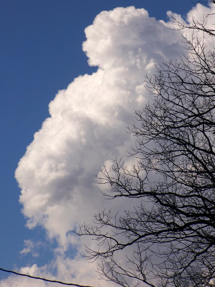 Nature fluffy bright