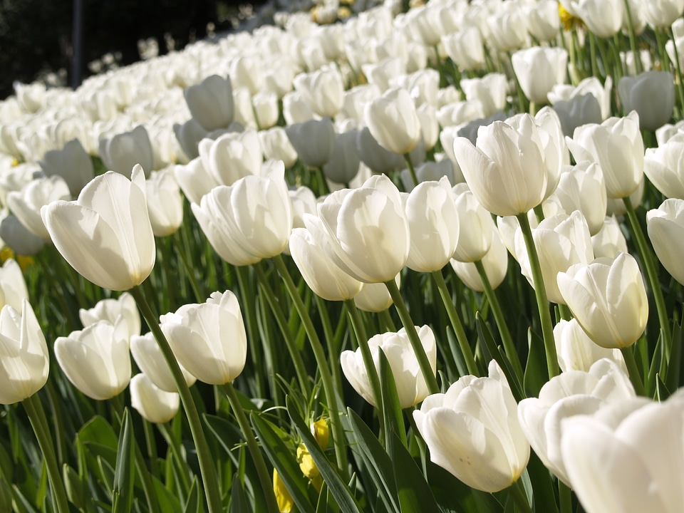 Nature spring garden