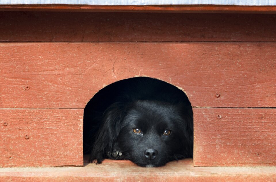 Portrait dog nice