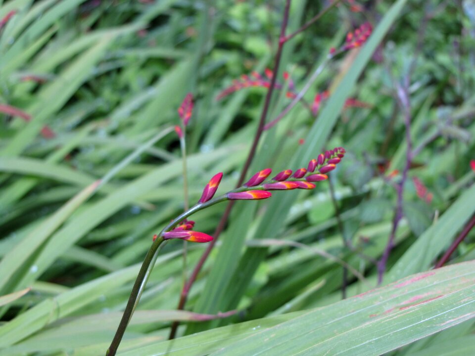 Scenic flower