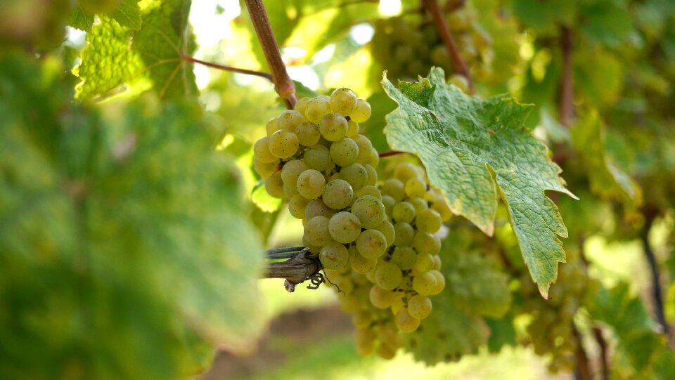 Wine food alcohol