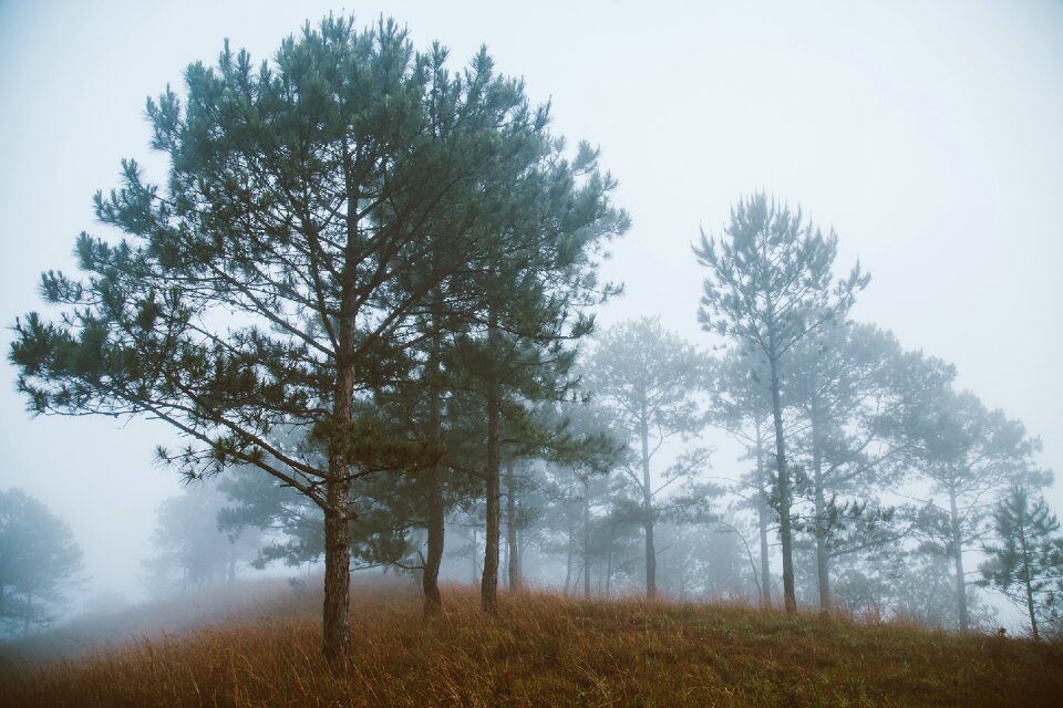 Vietnam da lat honbo