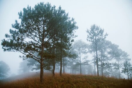 Vietnam da lat honbo