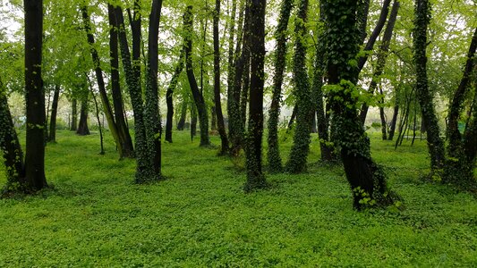 Green poland nature