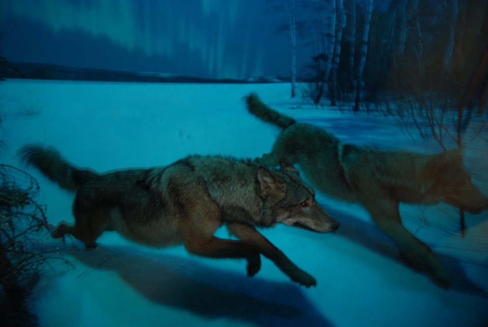 Howl howling predator